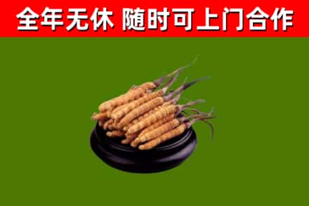 阿图什回收冬虫夏草
