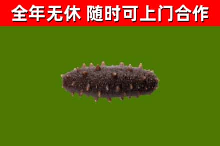 阿图什回收海参干